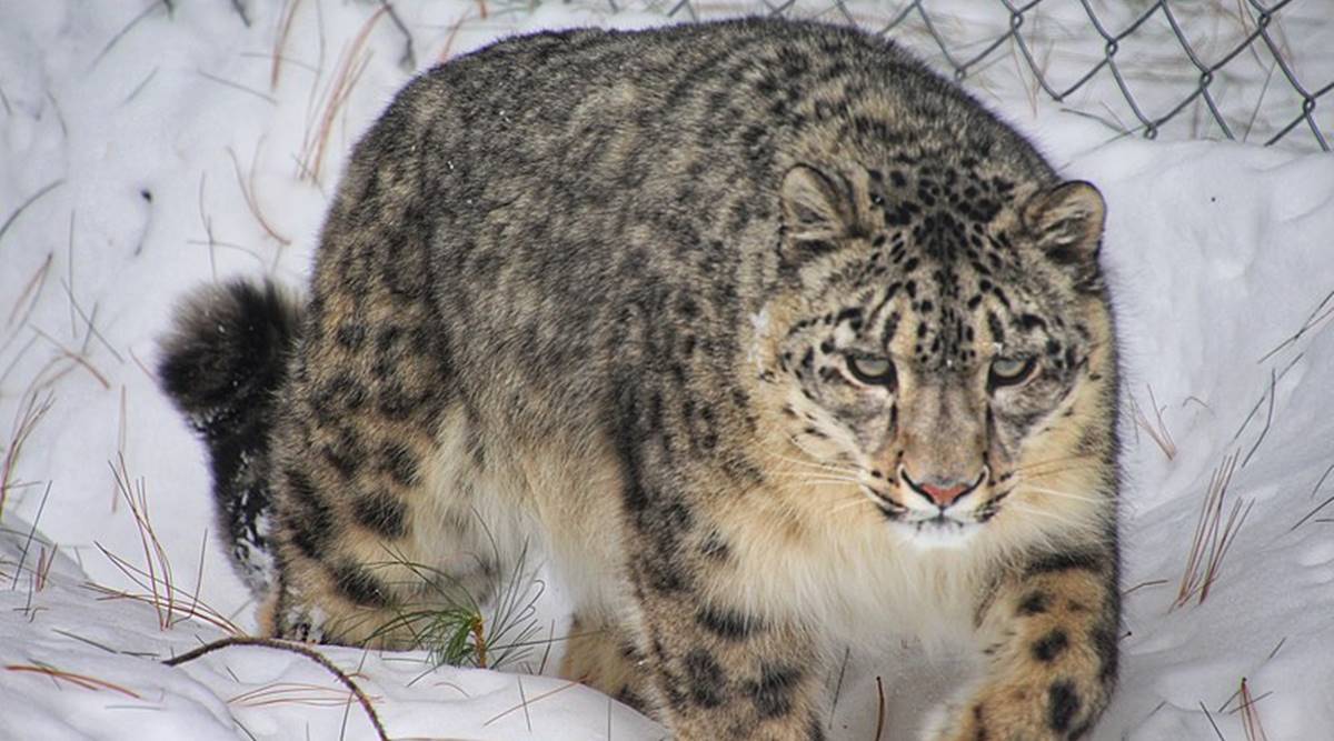 snow-leopard-grey-ghost-of-himalayas snow-leopard-grey-ghost-of-himalayas
